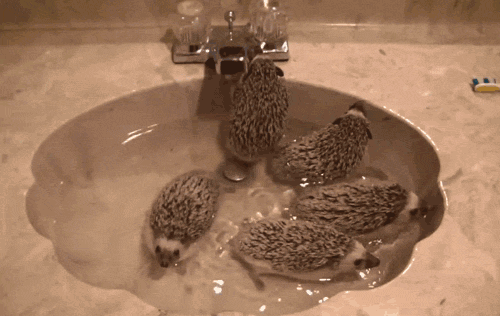 Acid Gifdump, September 04, 2015 (25 gifs)