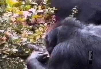 Acid Gifdump, September 04, 2015 (25 gifs)