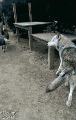Acid Gifdump, September 04, 2015 (25 gifs)