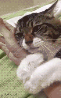 Acid Gifdump, September 11, 2015 (25 gifs)