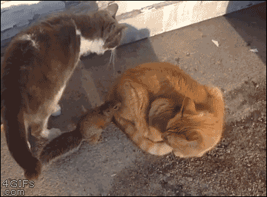 Acid Gifdump, September 11, 2015 (25 gifs)