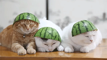 Acid Gifdump, September 11, 2015 (25 gifs)