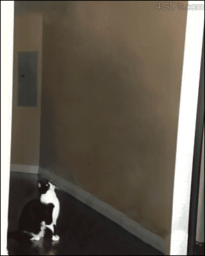 Acid Gifdump, September 11, 2015 (25 gifs)
