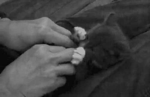 Acid Gifdump, September 11, 2015 (25 gifs)