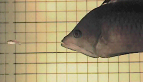 Acid Gifdump, September 11, 2015 (25 gifs)