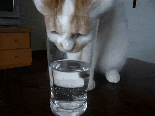 Acid Gifdump, September 21, 2015 (25 gifs)