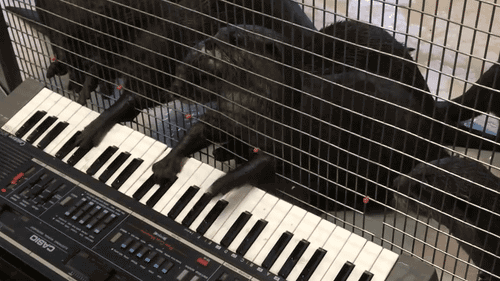 Acid Gifdump, September 21, 2015 (25 gifs)
