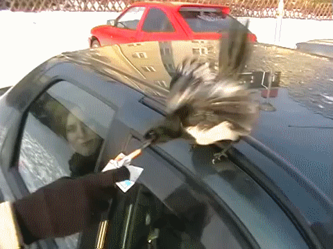 Acid Gifdump, September 21, 2015 (25 gifs)