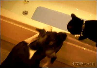 Acid Gifdump, September 21, 2015 (25 gifs)