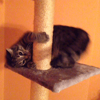 Acid Gifdump, September 21, 2015 (25 gifs)
