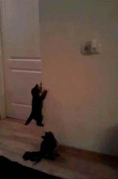 Acid Gifdump, October 13, 2015 (25 gifs)