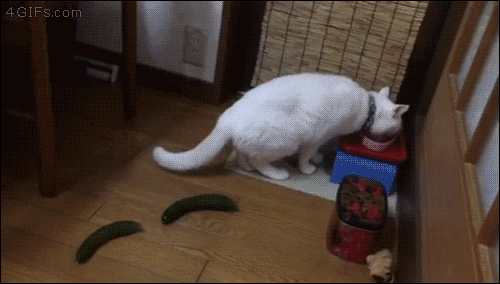 Acid Gifdump, October 13, 2015 (25 gifs)