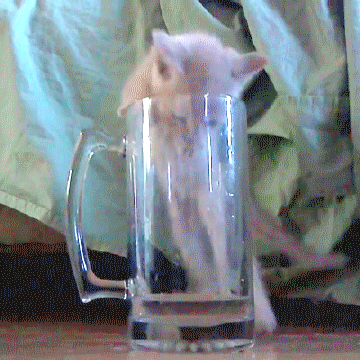 Acid Gifdump, October 13, 2015 (25 gifs)