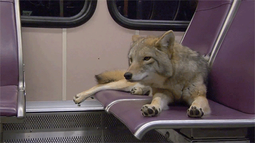 Acid Gifdump, October 13, 2015 (25 gifs)