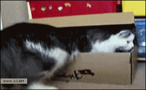 Acid Gifdump, October 14, 2015 (25 gifs)