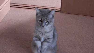 Acid Gifdump, October 14, 2015 (25 gifs)