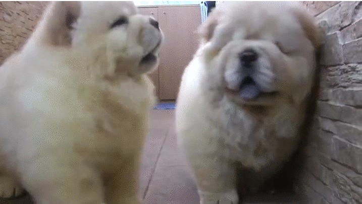 Acid Gifdump, October 29, 2015 (25 gifs)