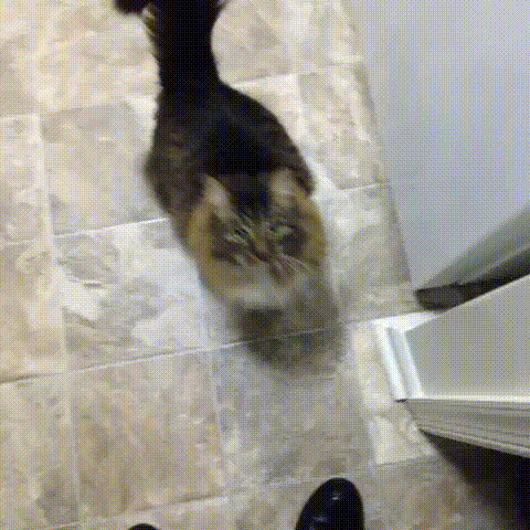Acid Gifdump, December 01, 2015 (25 gifs)