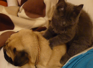 Acid Gifdump, December 01, 2015 (25 gifs)