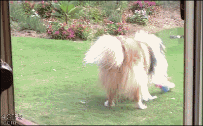 Acid Gifdump, December 01, 2015 (25 gifs)