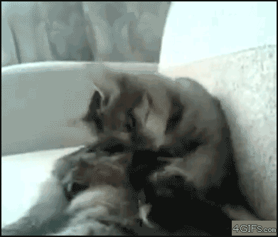 Acid Gifdump, December 01, 2015 (25 gifs)