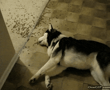 Acid Gifdump, December 01, 2015 (25 gifs)