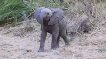 Acid Gifdump, December 02, 2015 (25 gifs)