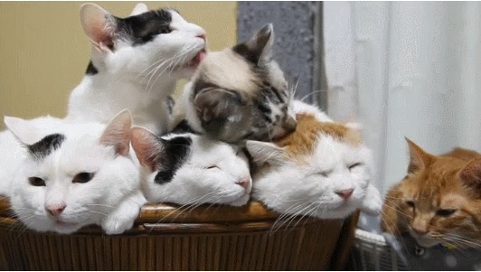 Acid Gifdump, December 16, 2015 (25 gifs)