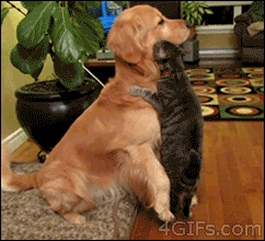 Acid Gifdump, December 21, 2015 (25 gifs)