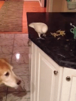 Acid Gifdump, December 21, 2015 (25 gifs)