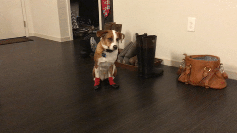 Acid Gifdump, December 21, 2015 (25 gifs)