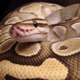 Acid Gifdump, December 21, 2015 (25 gifs)