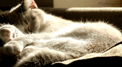 Acid Gifdump, February 17, 2016 (25 gifs)