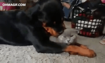 Acid Gifdump, February 17, 2016 (25 gifs)