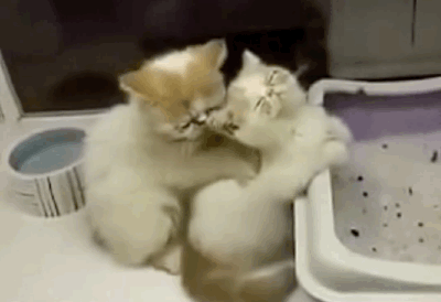 Acid Gifdump, February 17, 2016 (25 gifs)