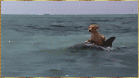 Acid Gifdump, February 17, 2016 (25 gifs)