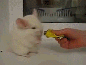 Acid Gifdump, February 19, 2016 (25 gifs)