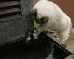 Acid Gifdump, February 19, 2016 (25 gifs)