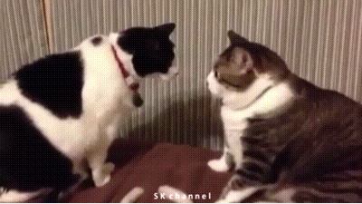 Acid Gifdump, February 19, 2016 (25 gifs)