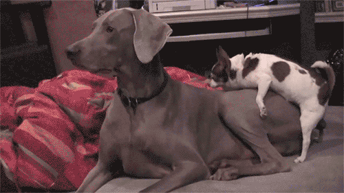 Acid Gifdump, February 19, 2016 (25 gifs)