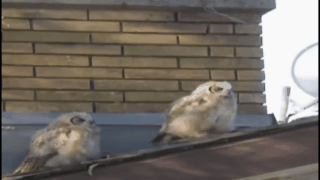 Acid Gifdump, February 24, 2016 (25 gifs)