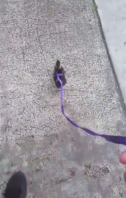 Acid Gifdump, February 24, 2016 (25 gifs)