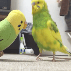 Acid Gifdump, February 24, 2016 (25 gifs)