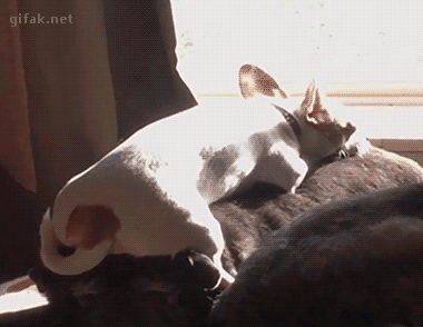 Acid Gifdump, February 24, 2016 (25 gifs)