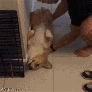 Acid Gifdump, March 23, 2016 (25 gifs)