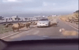 Acid Gifdump, March 23, 2016 (25 gifs)