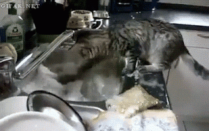 Acid Gifdump, March 23, 2016 (25 gifs)