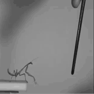 Acid Gifdump, March 23, 2016 (25 gifs)
