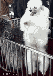 Acid Gifdump, March 23, 2016 (25 gifs)