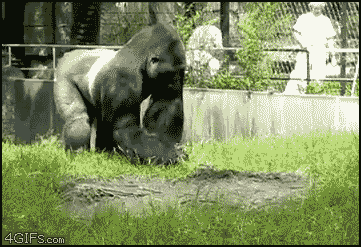 Acid Gifdump, March 23, 2016 (25 gifs)